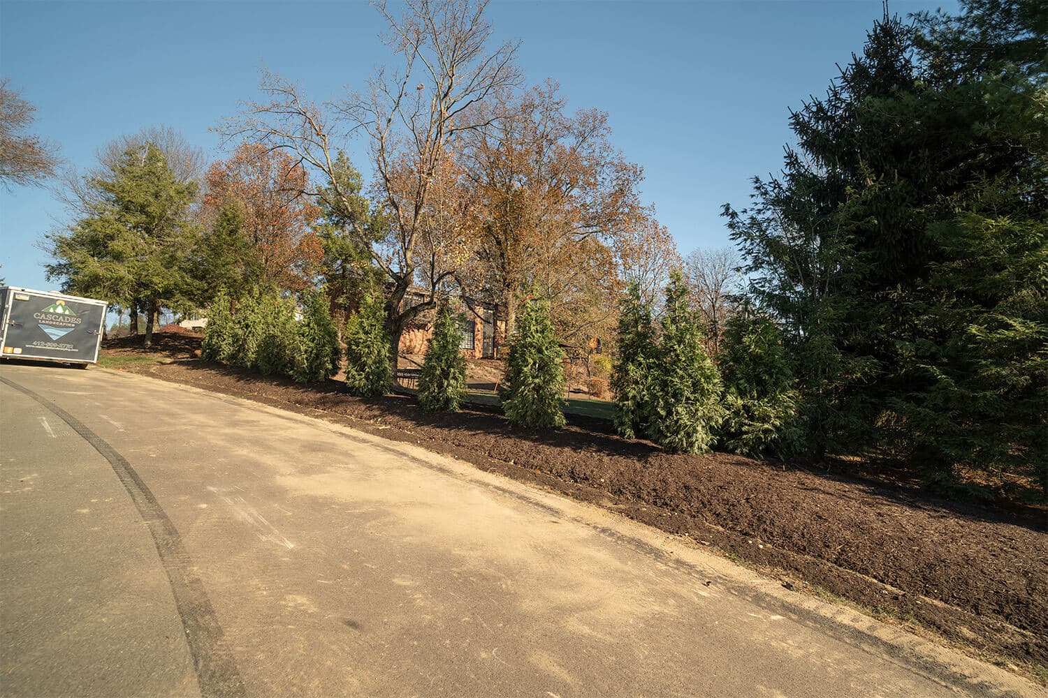 Green giant arborvitae privacy installation
